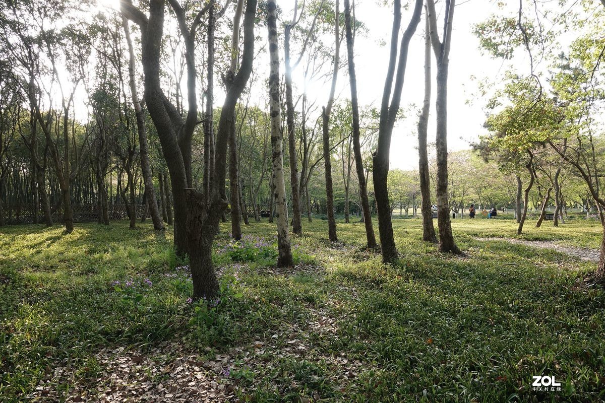 牛年第一贴——公园随拍