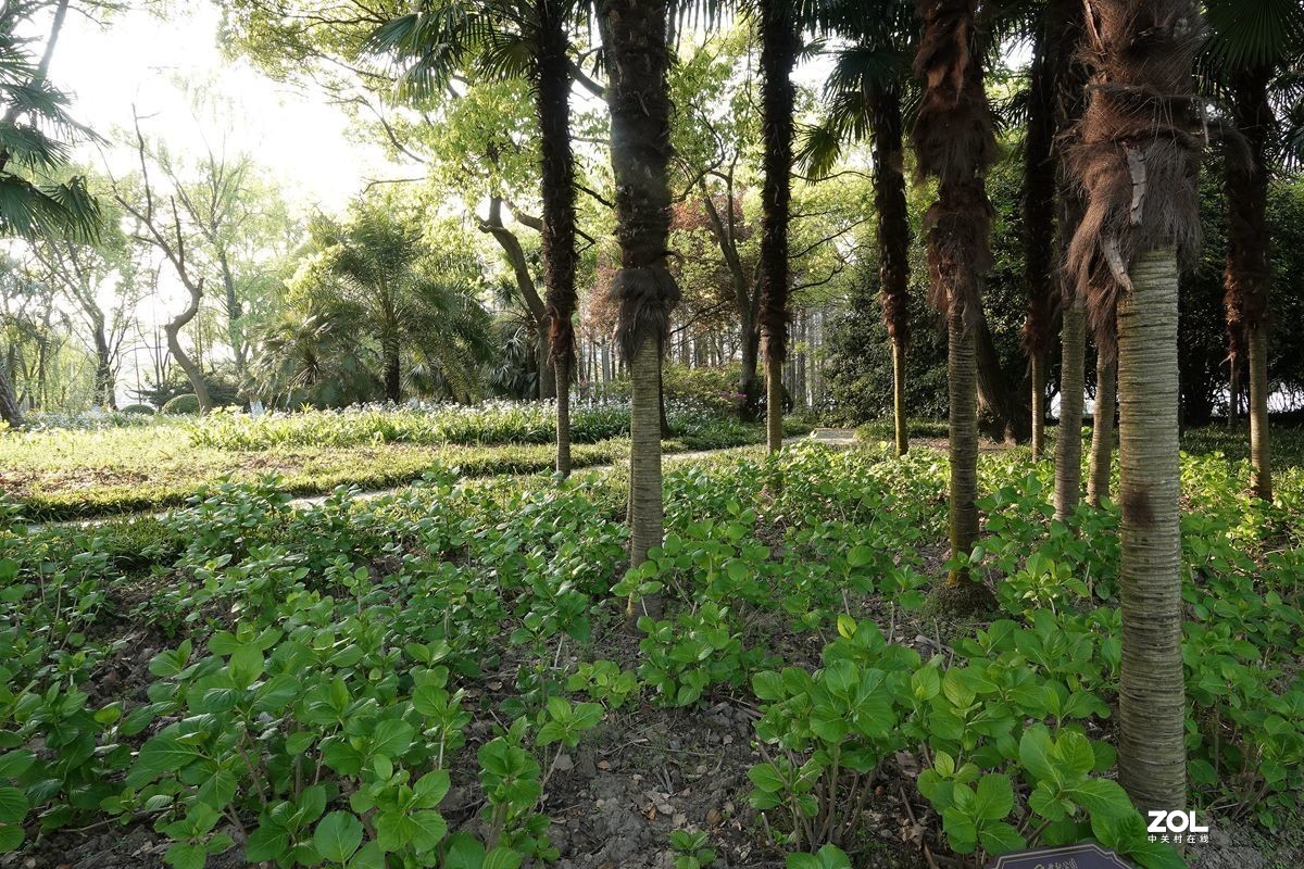 牛年第一贴——公园随拍