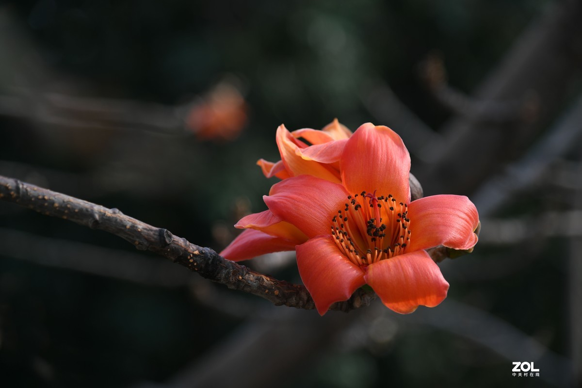 美麗的廣州市市花