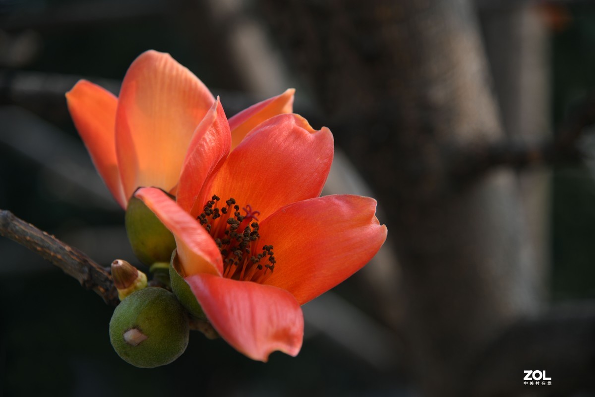 廣州市市花(廣州市市花是什麼花啊兩個)