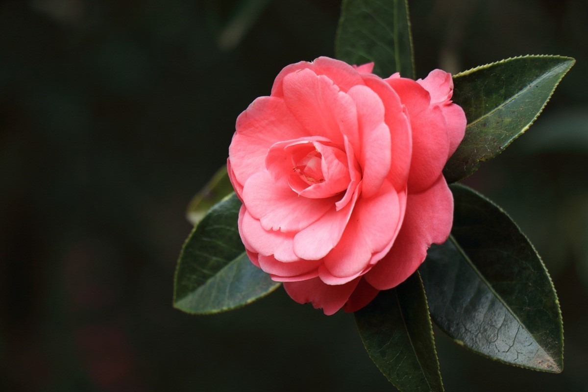 云南山茶花(一)-中关村在线摄影论坛