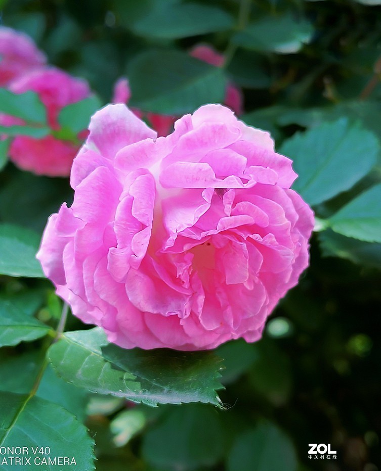 手机扫街片《观海景的游人》还有《蔷薇花》还有什么来？？？看看里边再说吧！哈哈