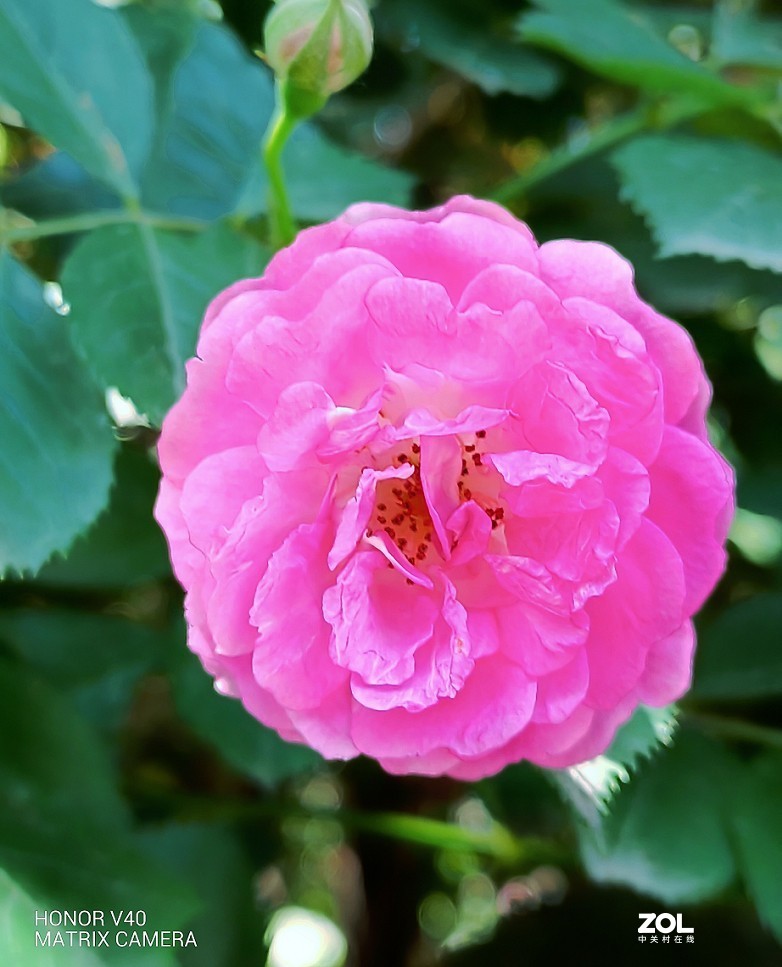 手机扫街片《观海景的游人》还有《蔷薇花》还有什么来？？？看看里边再说吧！哈哈