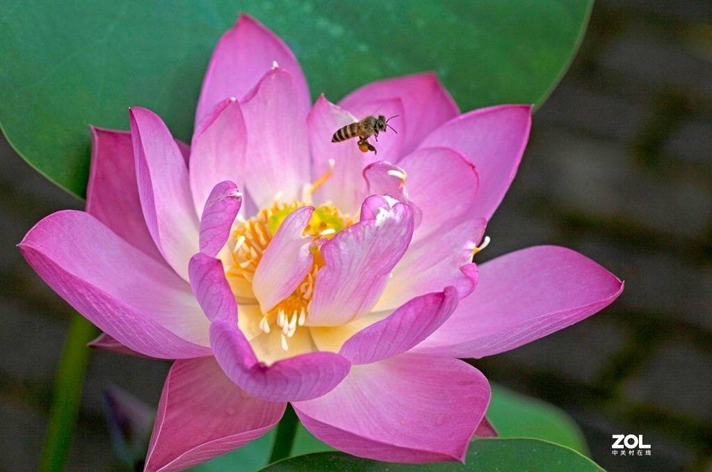 蜜蜂与荷花