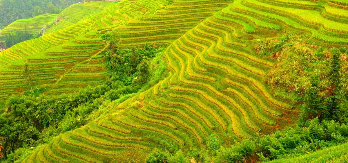 龙脊梯田