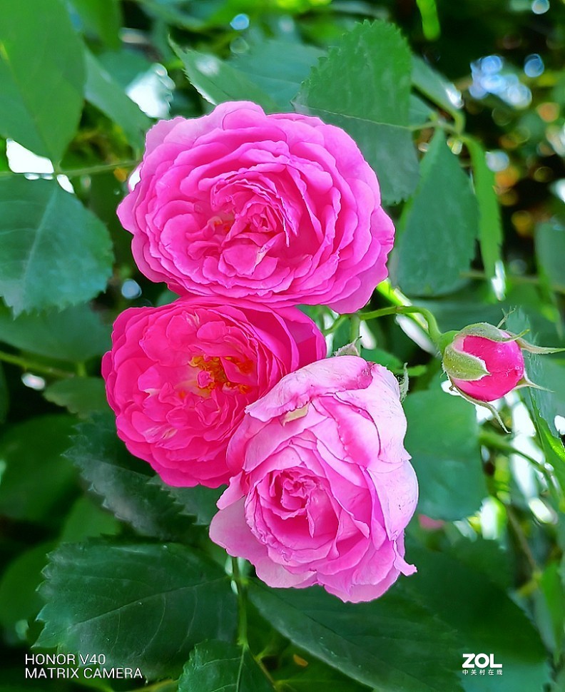 手机扫街片《观海景的游人》还有《蔷薇花》还有什么来？？？看看里边再说吧！哈哈