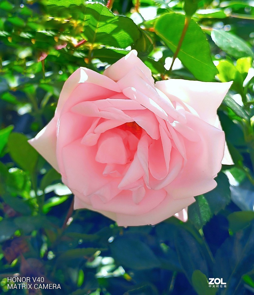 手机扫街片《观海景的游人》还有《蔷薇花》还有什么来？？？看看里边再说吧！哈哈