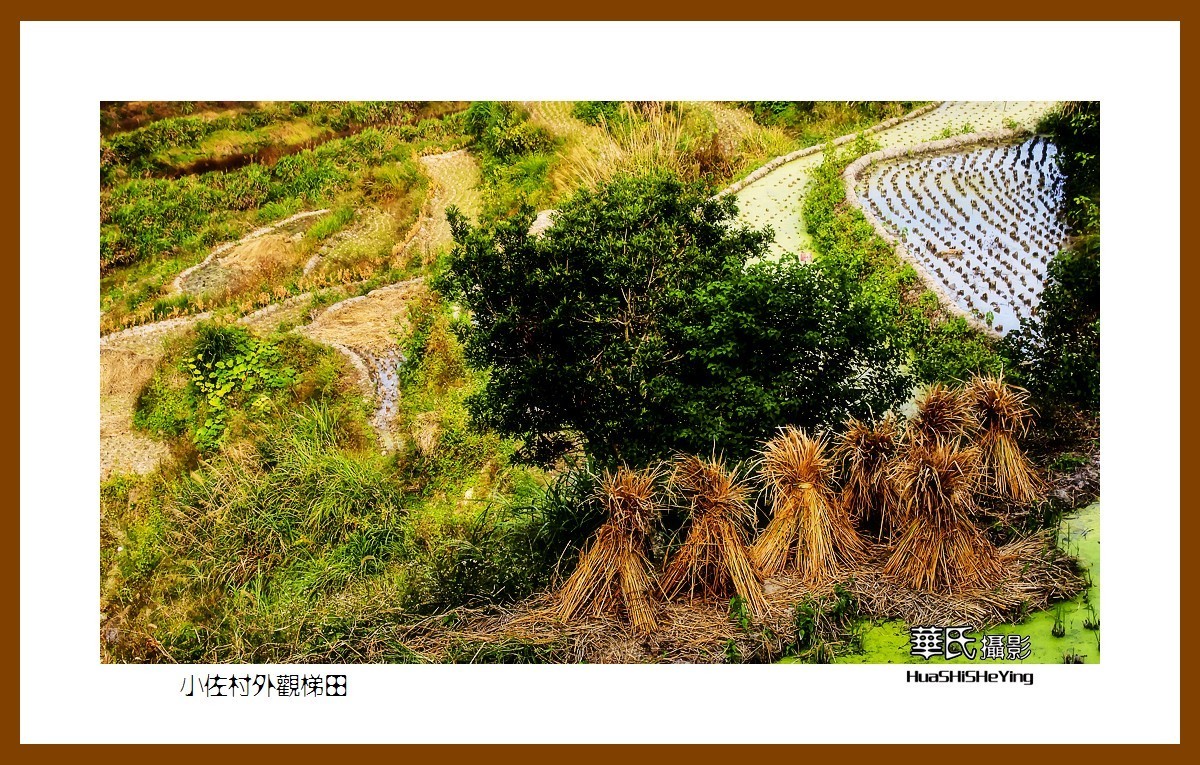 浙江丽水金豆分布图片