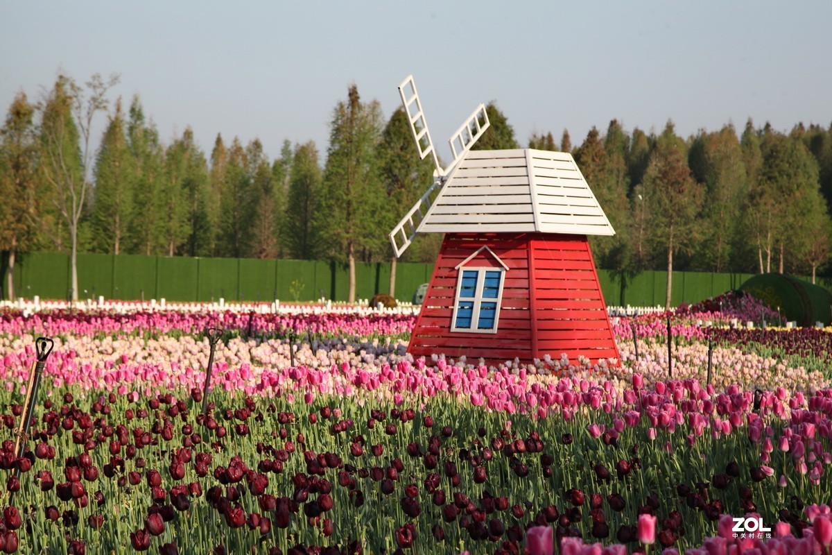 湿地公园盛开郁金香