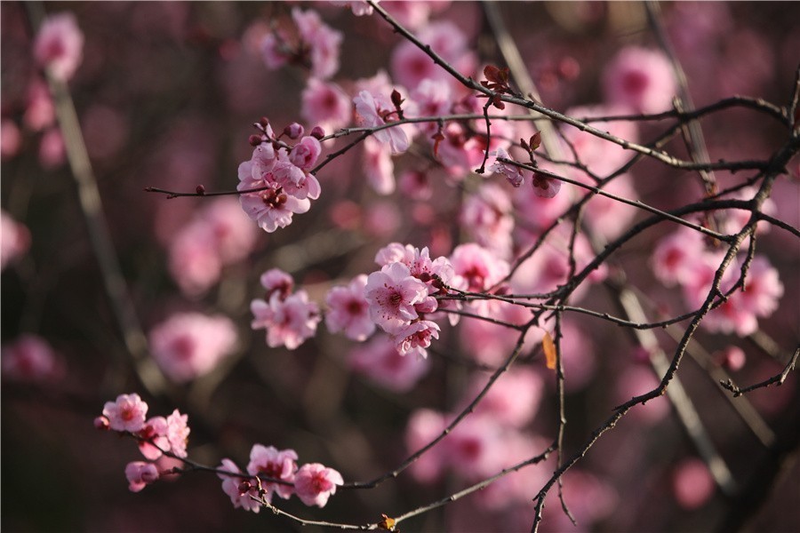 春天百花開喜迎牡丹文化節