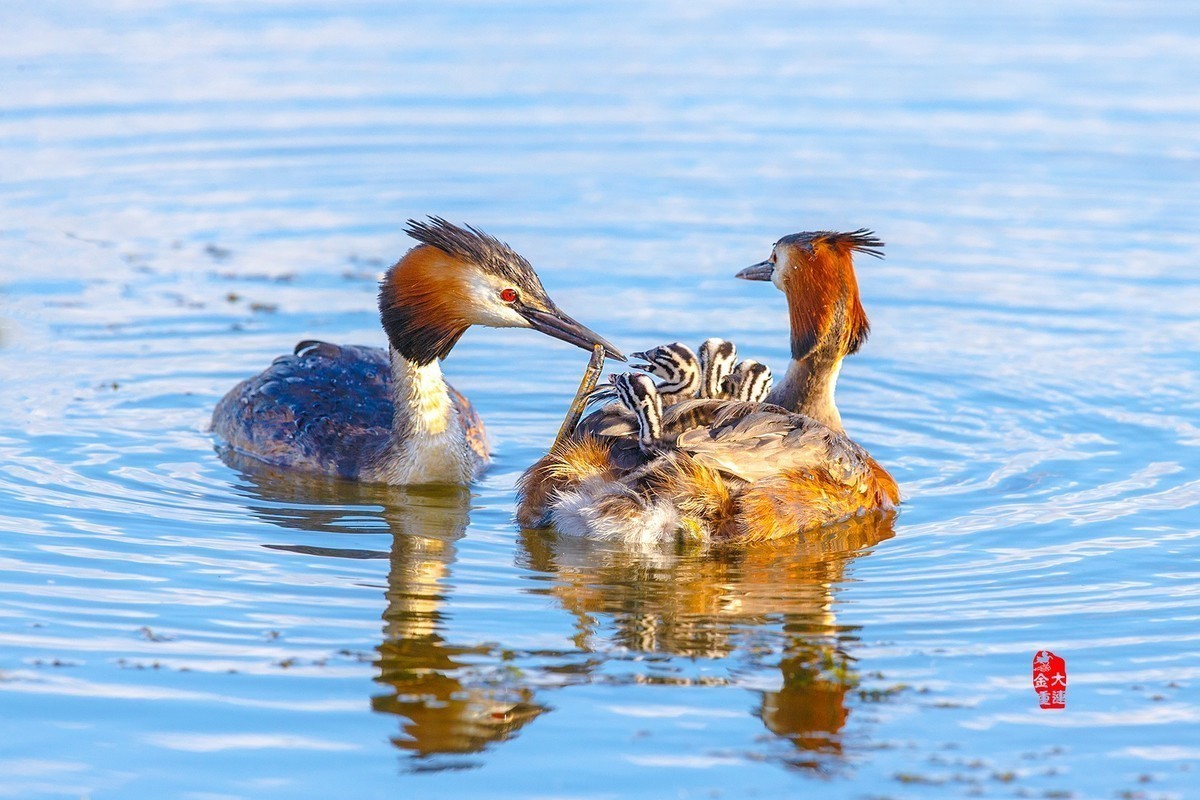 《一切为了孩子》—— 凤头鸊鷉