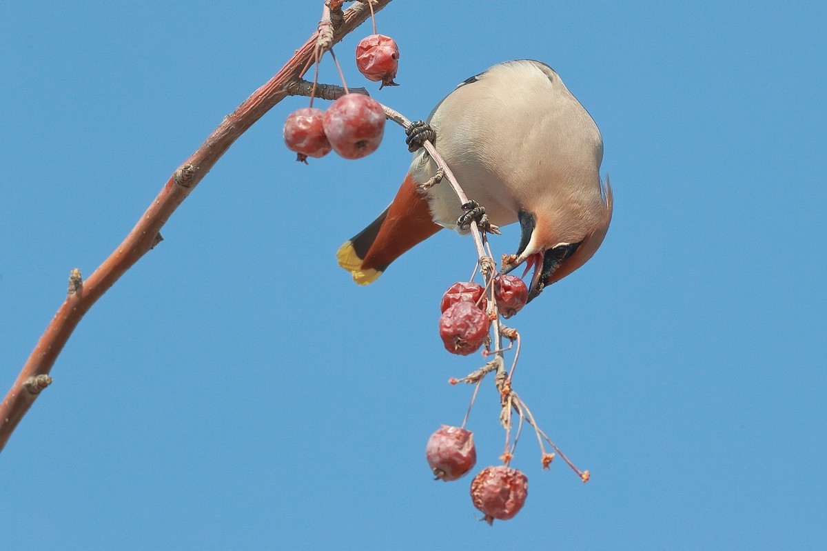 美餐