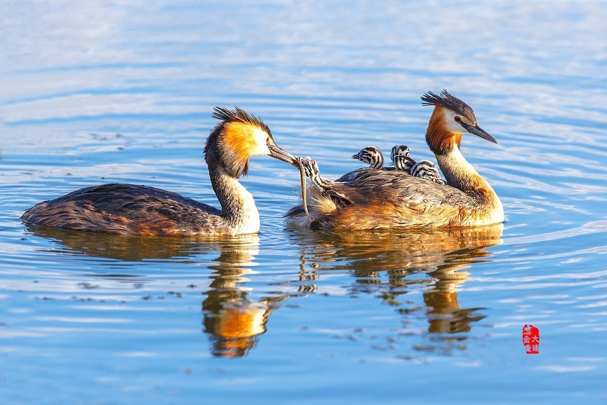 《一切为了孩子》—— 凤头鸊鷉