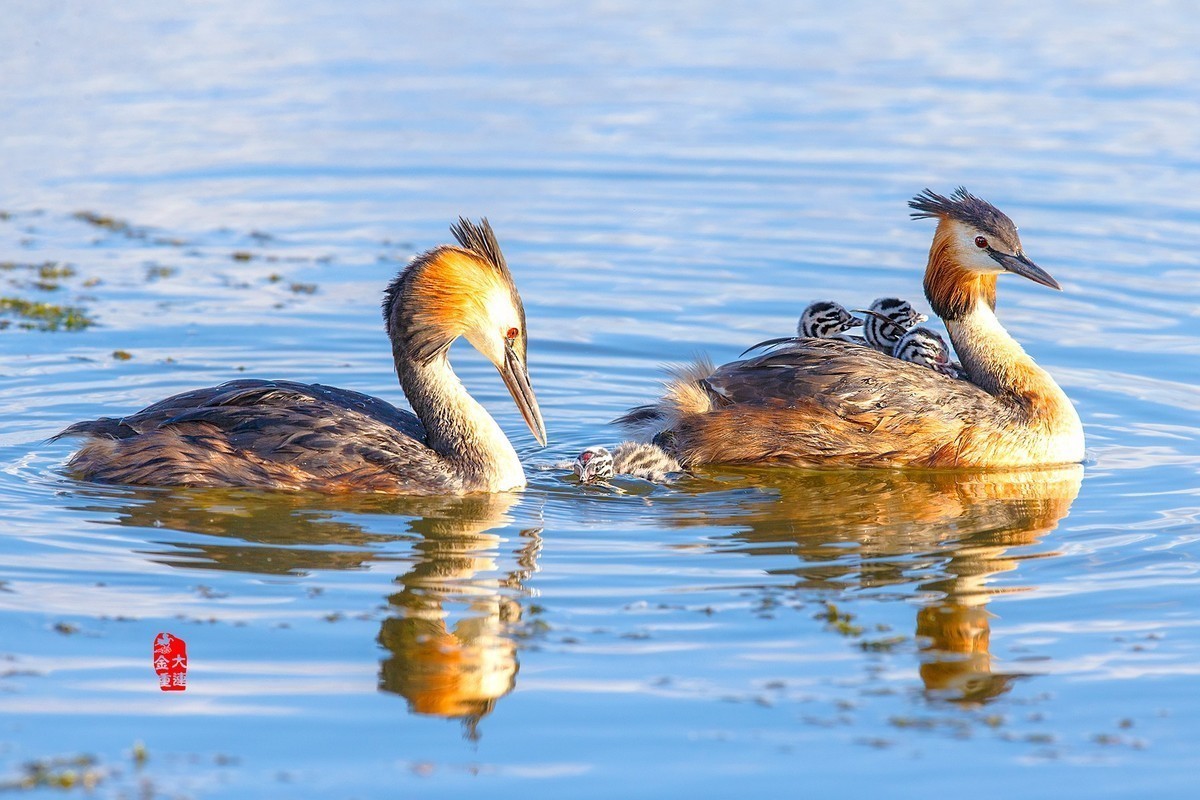 《一切为了孩子》—— 凤头鸊鷉