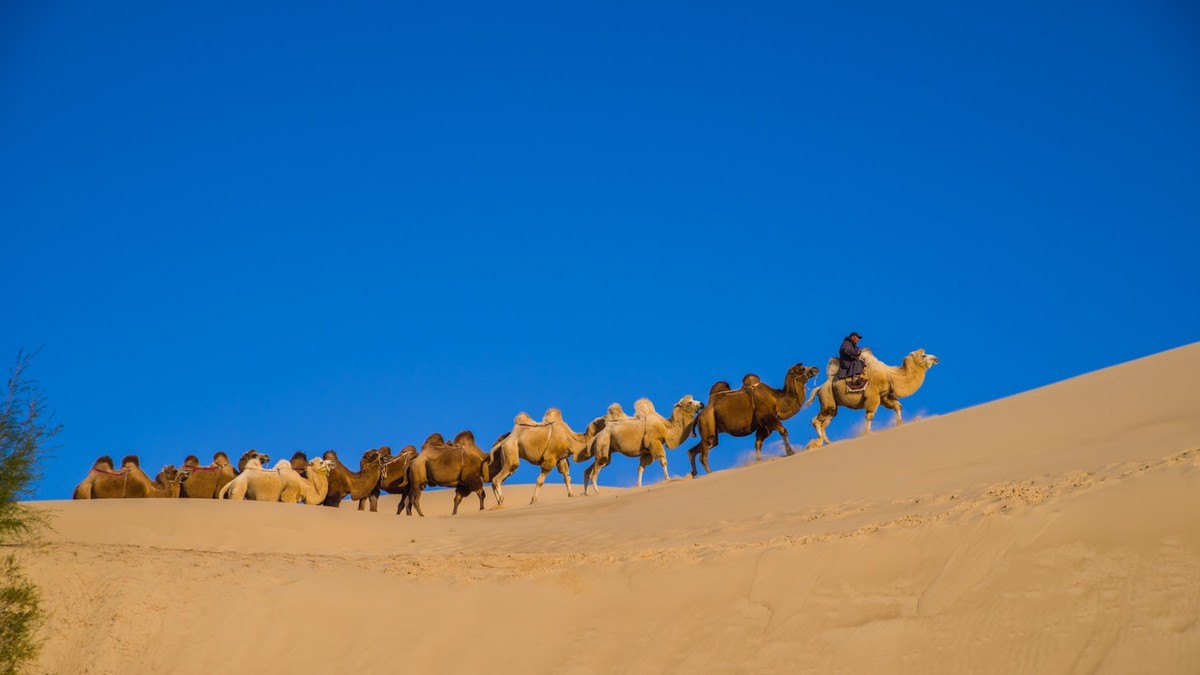 玉龙沙湖秀骆驼