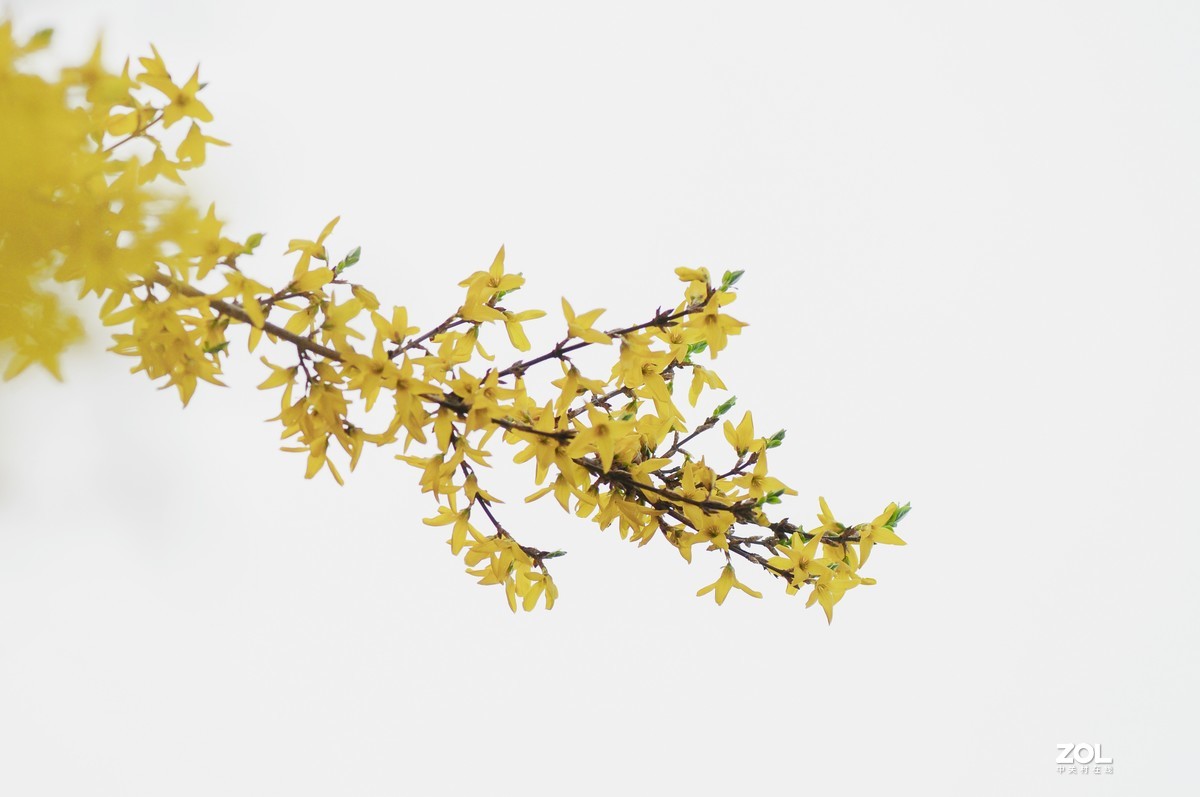 连翘   高光背景