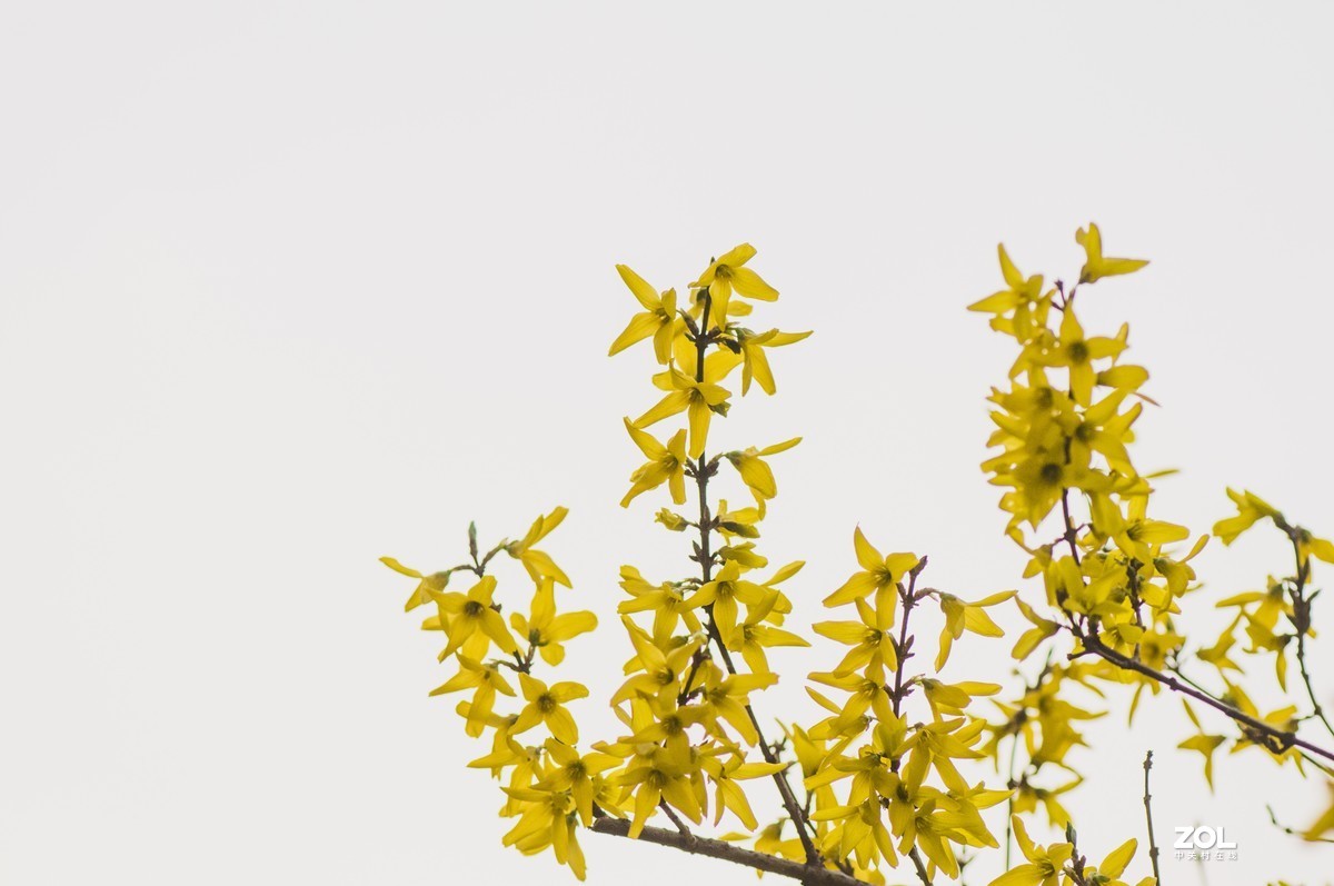 连翘   高光背景