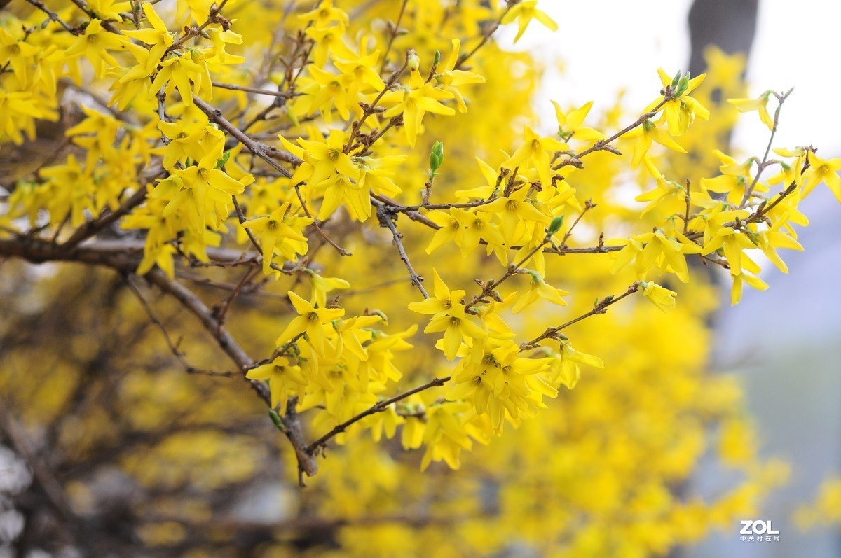 连翘   高光背景