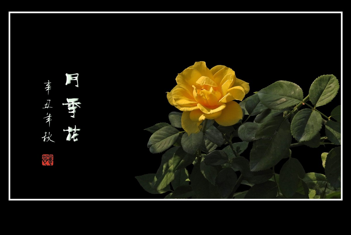 精彩漂亮的月季花