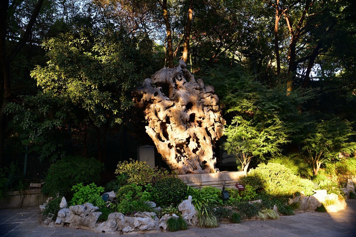 【家乡美】满园青郁夕照红——武汉随笔