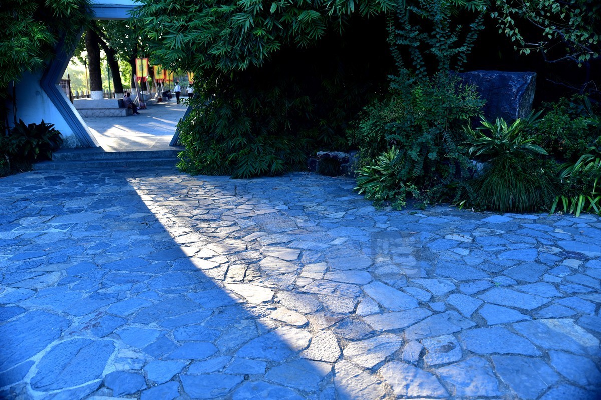 【家乡美】满园青郁夕照红——武汉随笔