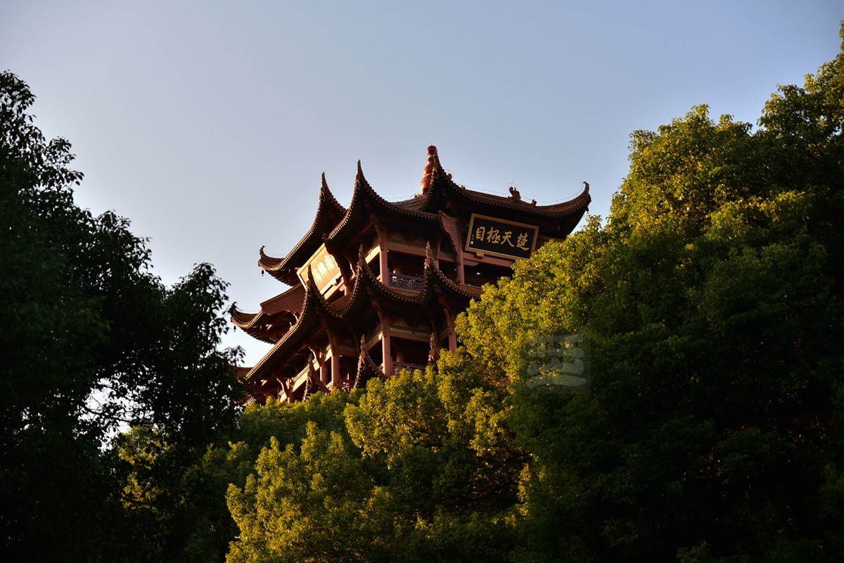 【家乡美】满园青郁夕照红——武汉随笔