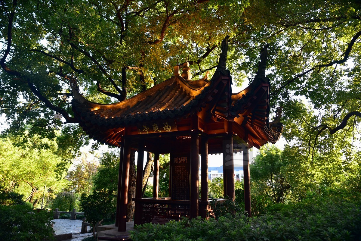 【家乡美】满园青郁夕照红——武汉随笔