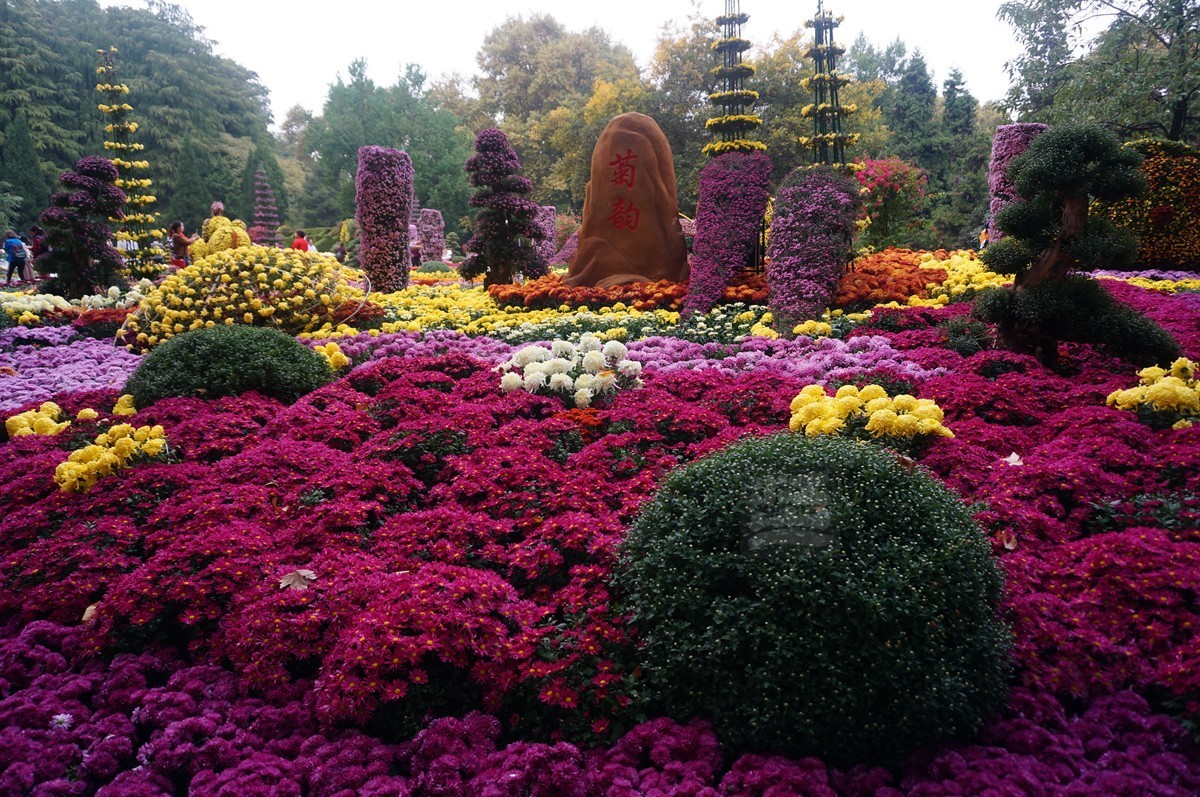 【家乡美】更将金蕊泛流霞——武汉随笔