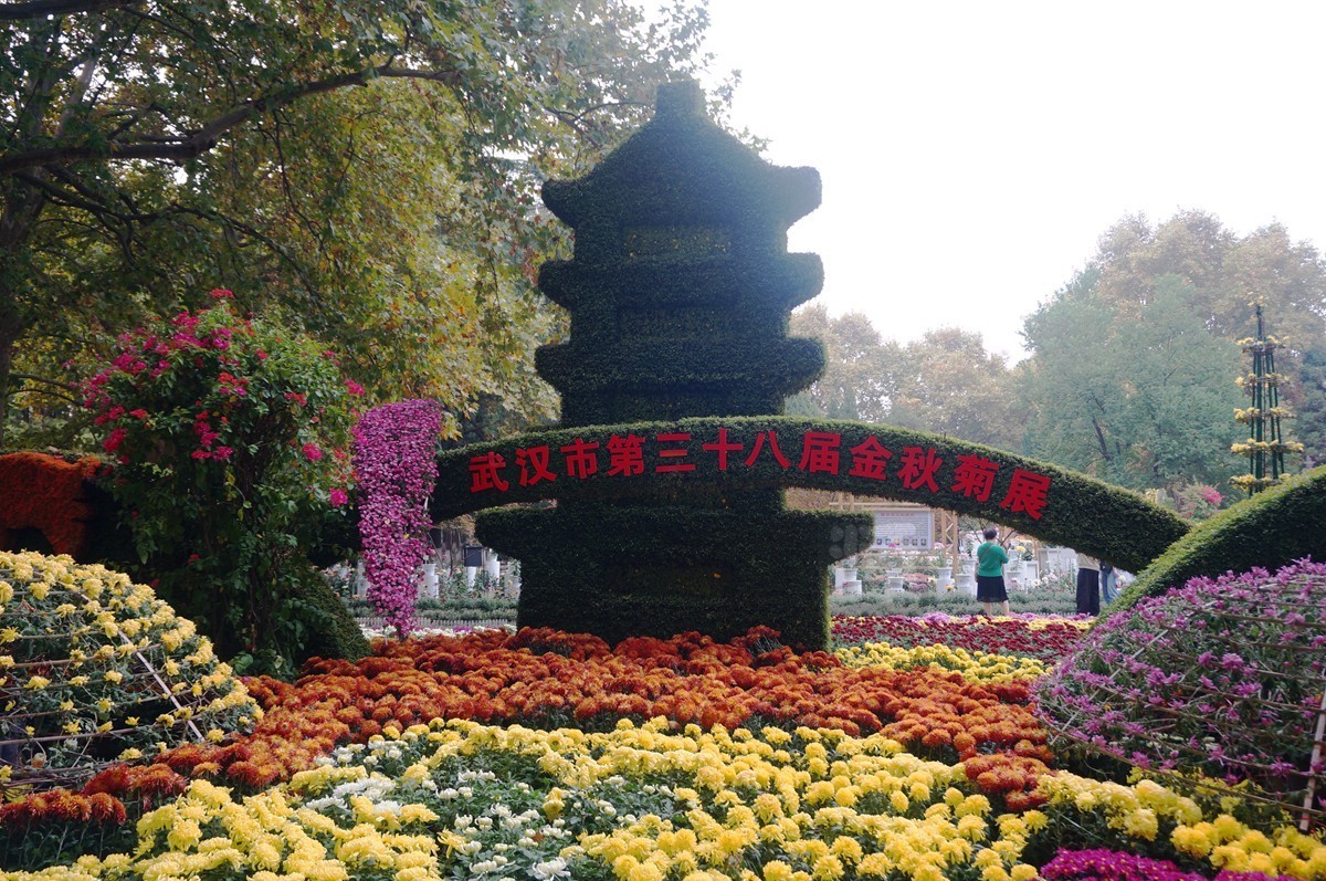 【家乡美】更将金蕊泛流霞——武汉随笔