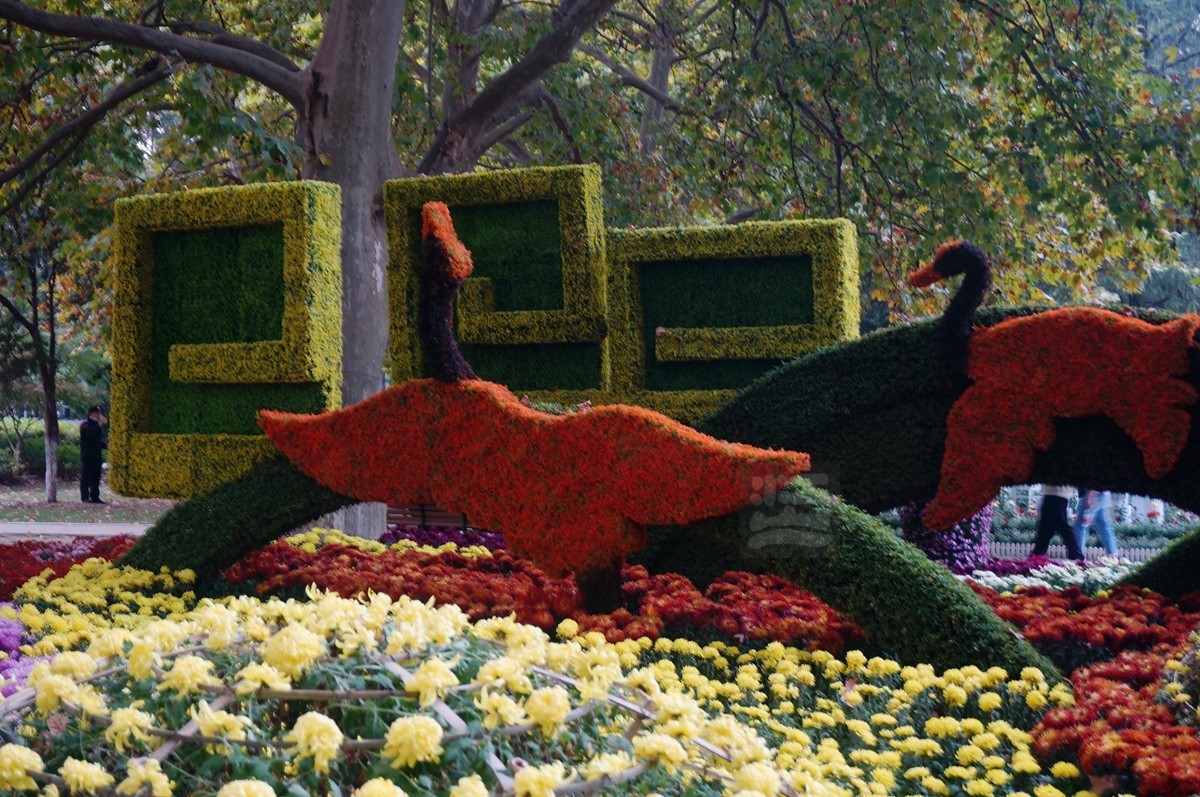 【家乡美】更将金蕊泛流霞——武汉随笔