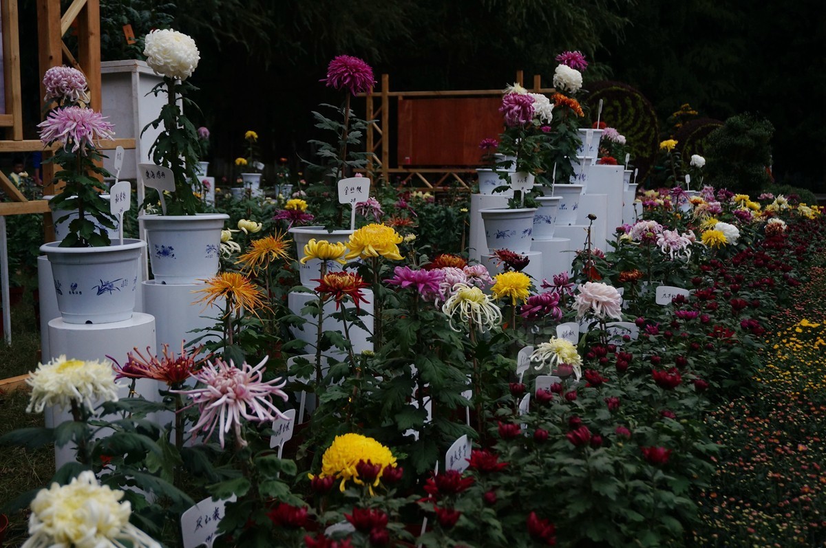 【家乡美】更将金蕊泛流霞——武汉随笔