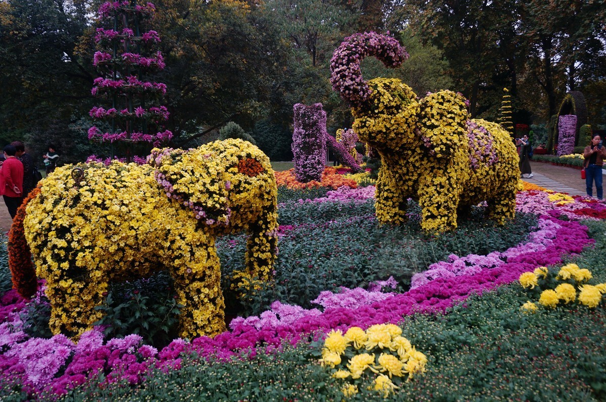 【家乡美】更将金蕊泛流霞——武汉随笔