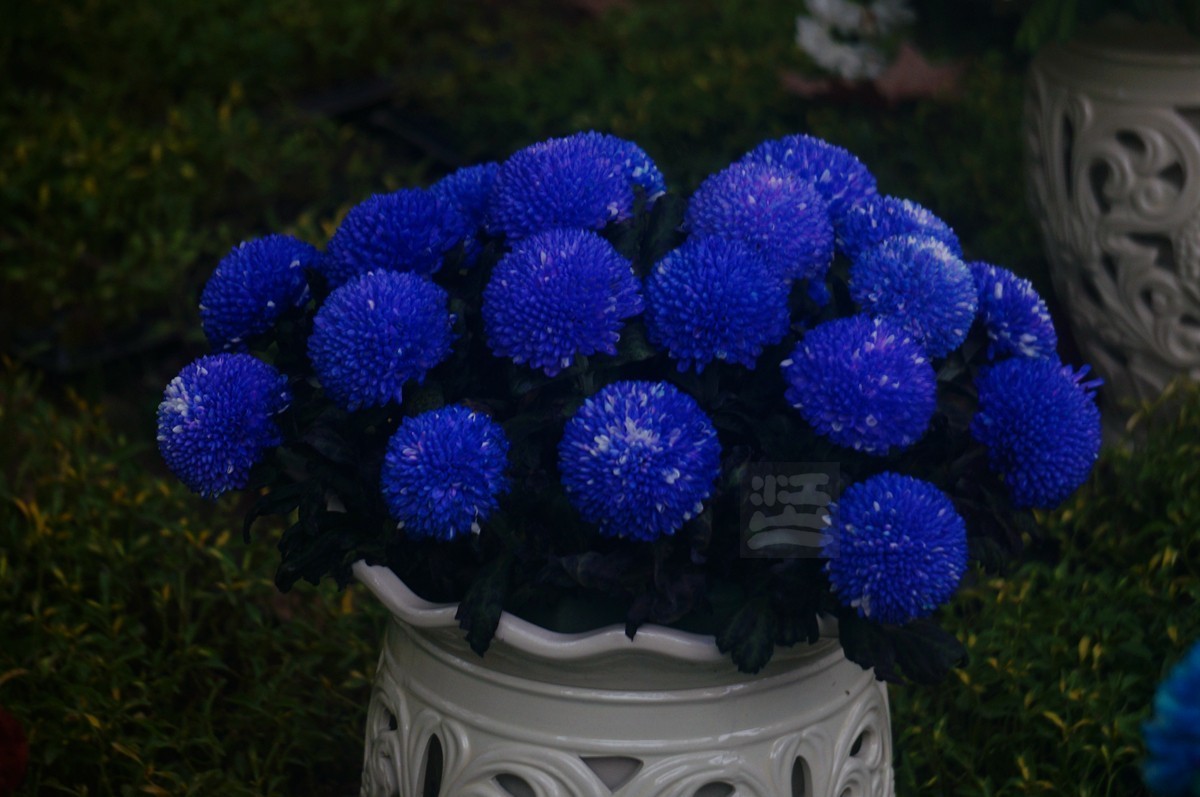 【家乡美】更将金蕊泛流霞——武汉随笔