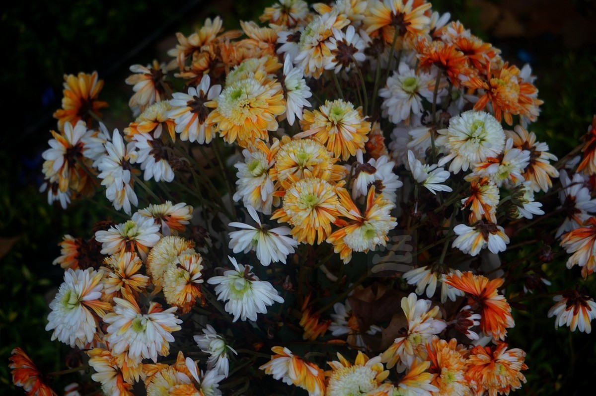 【家乡美】更将金蕊泛流霞——武汉随笔