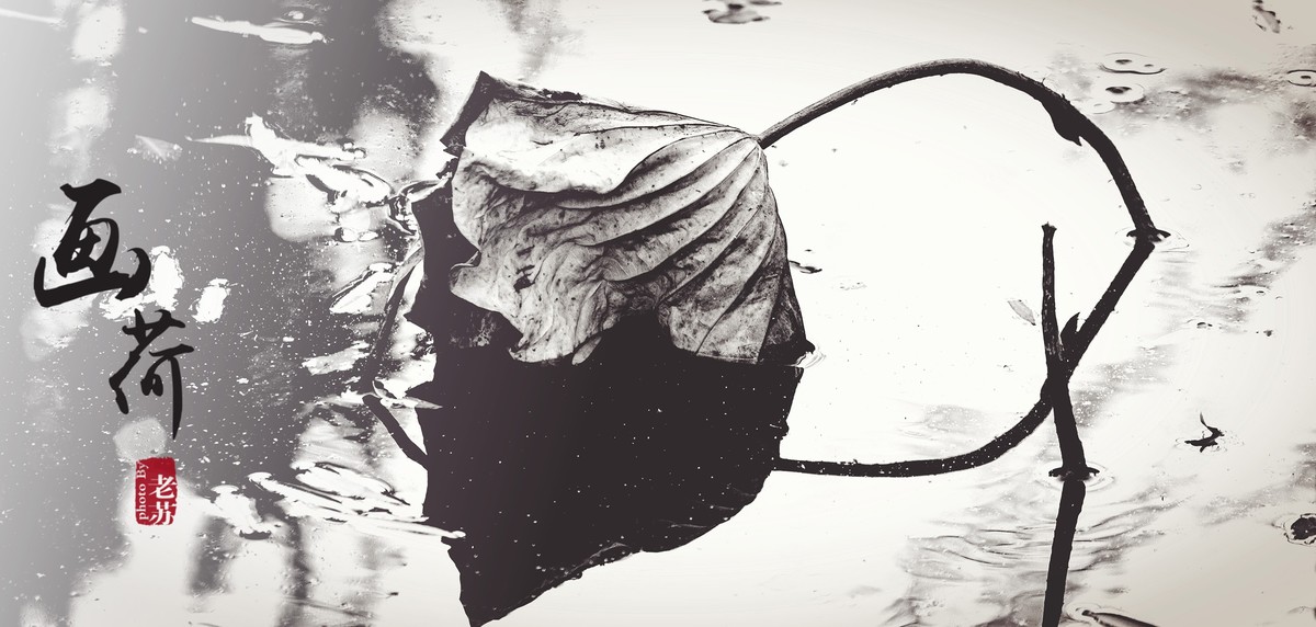 残荷-摄于天津北宁公园