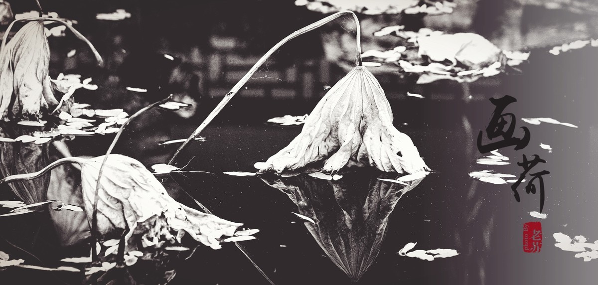 残荷-摄于天津北宁公园