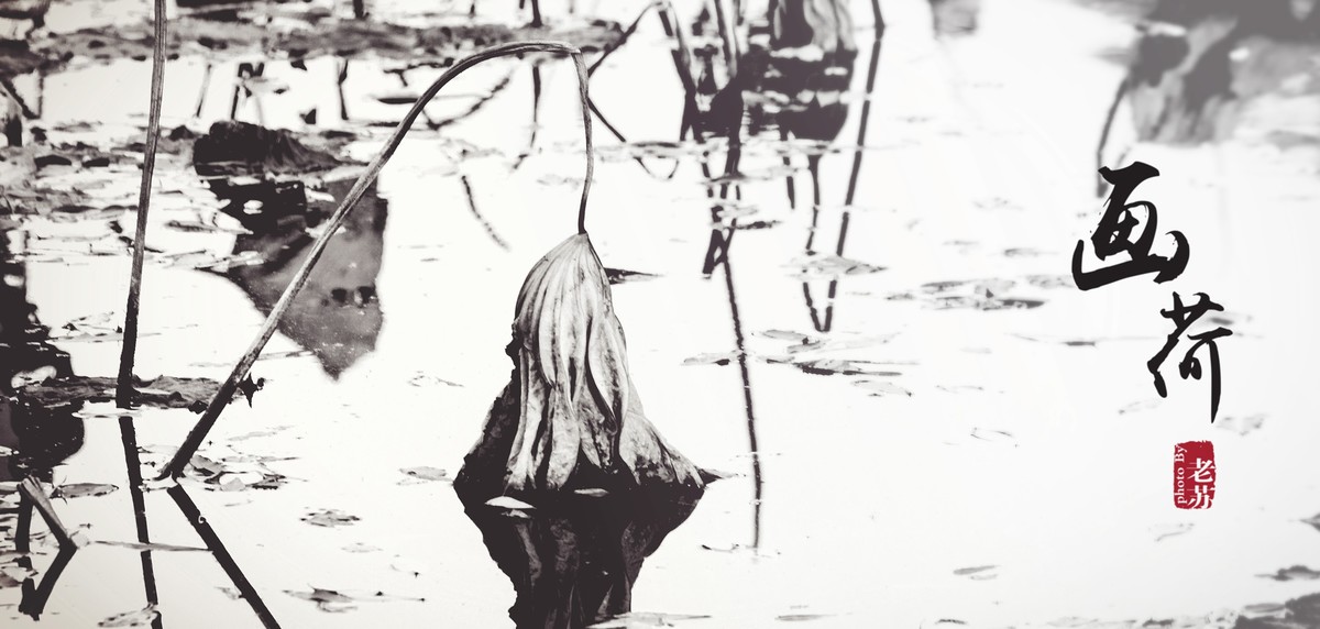 残荷-摄于天津北宁公园