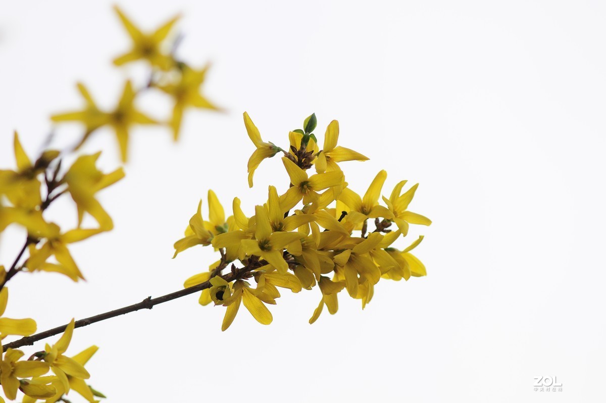 连翘   高光背景