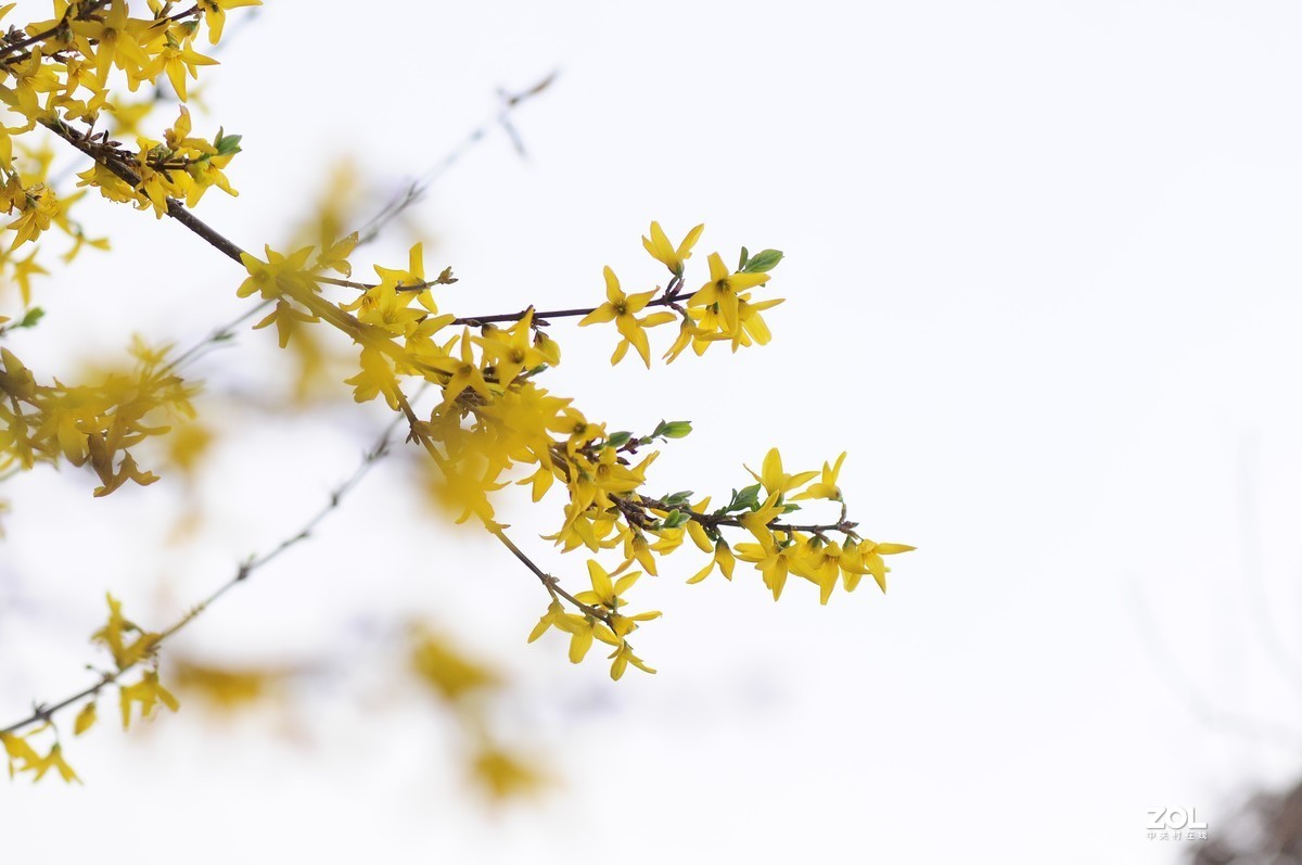 连翘   高光背景