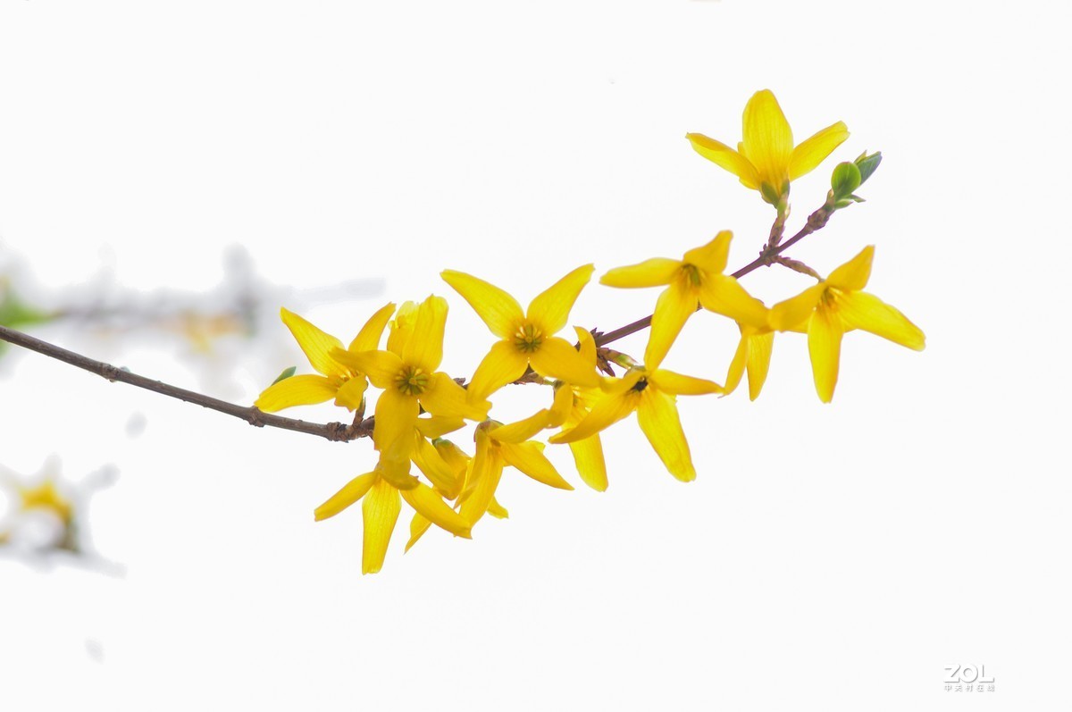 连翘   高光背景