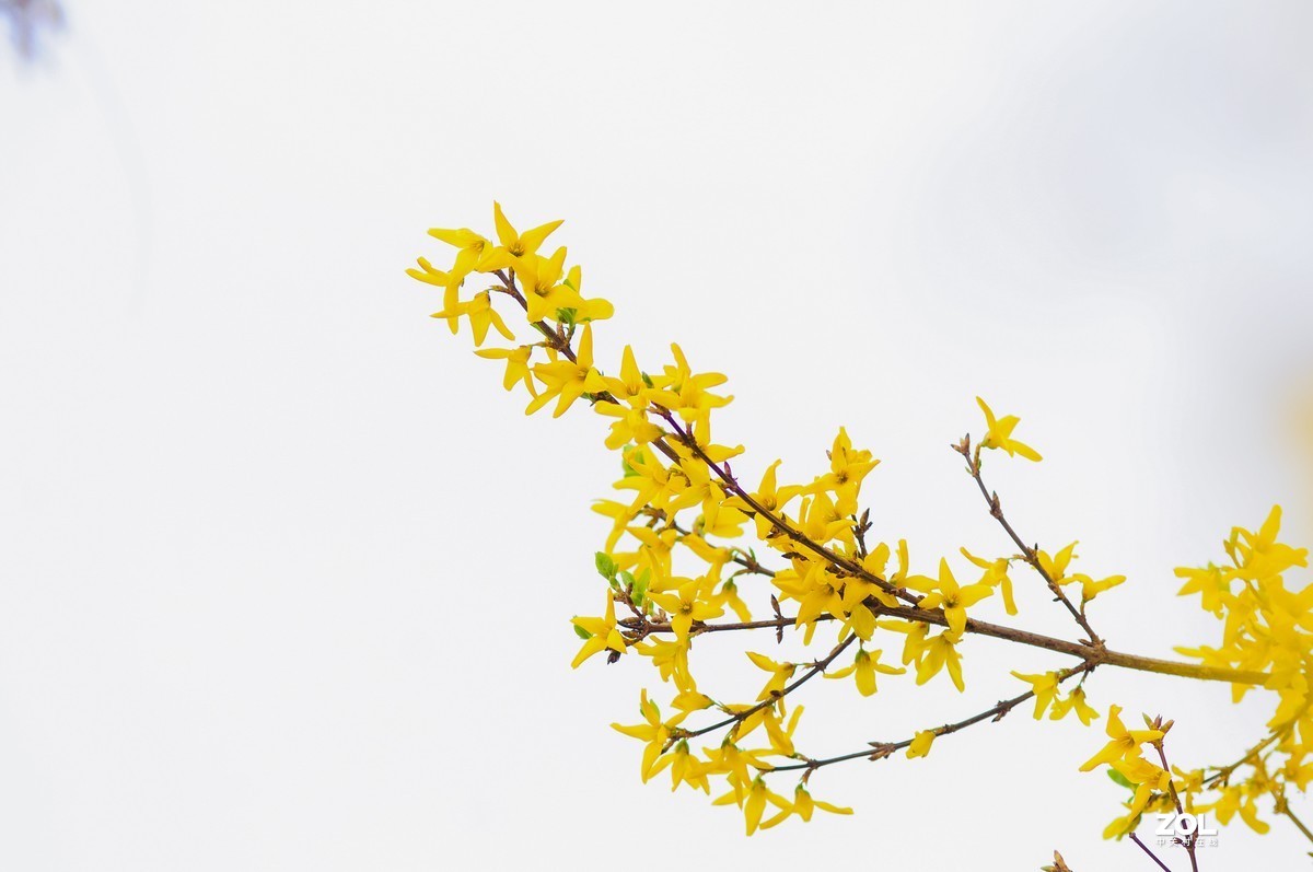 连翘   高光背景