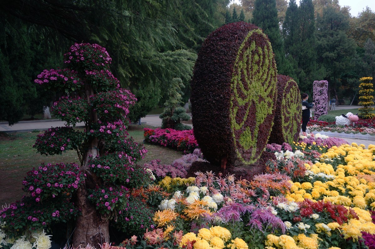 【家乡美】更将金蕊泛流霞——武汉随笔