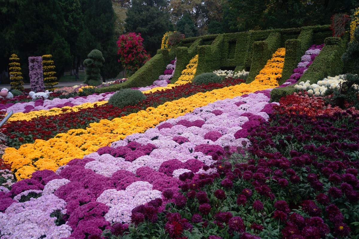 【家乡美】更将金蕊泛流霞——武汉随笔