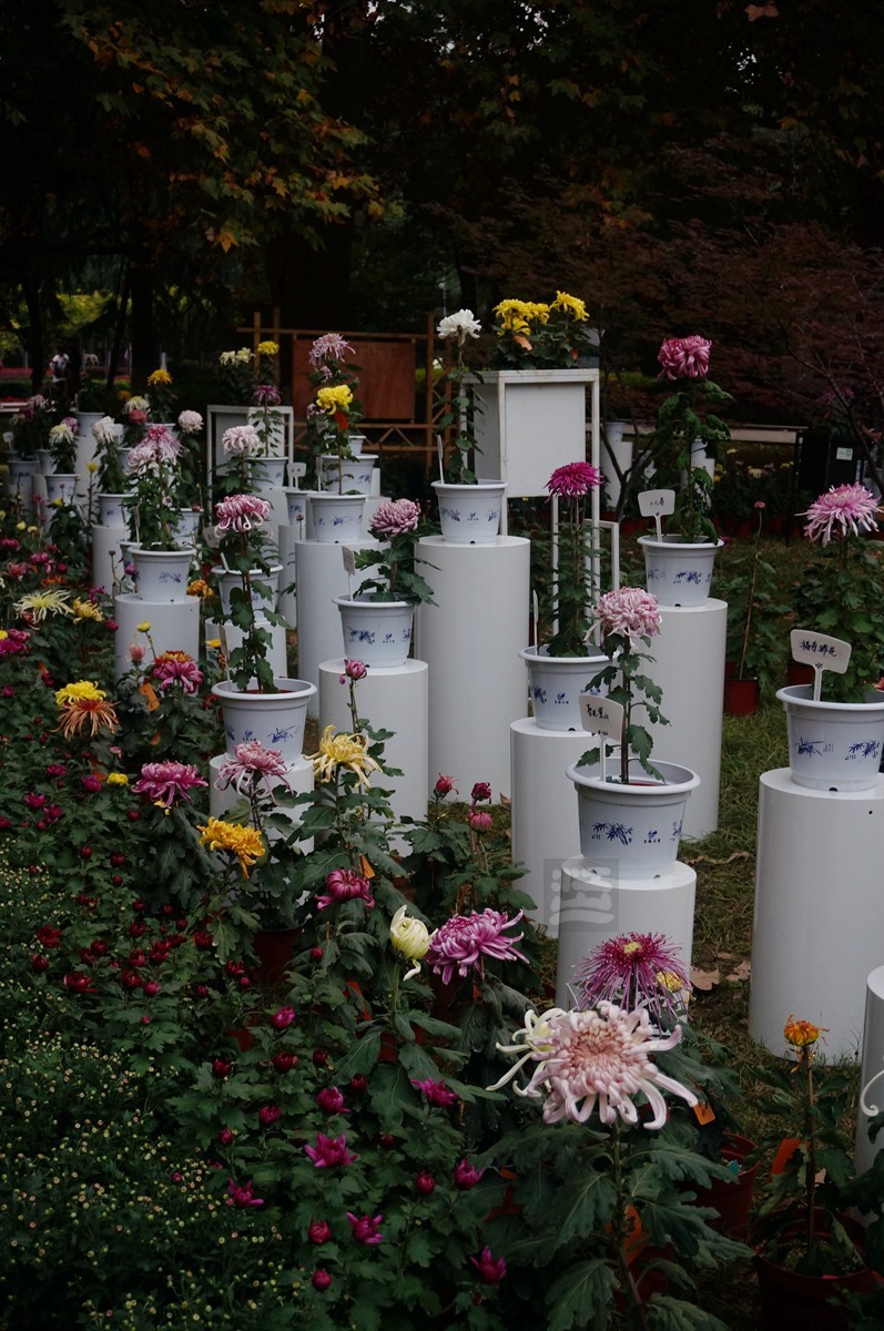 【家乡美】更将金蕊泛流霞——武汉随笔