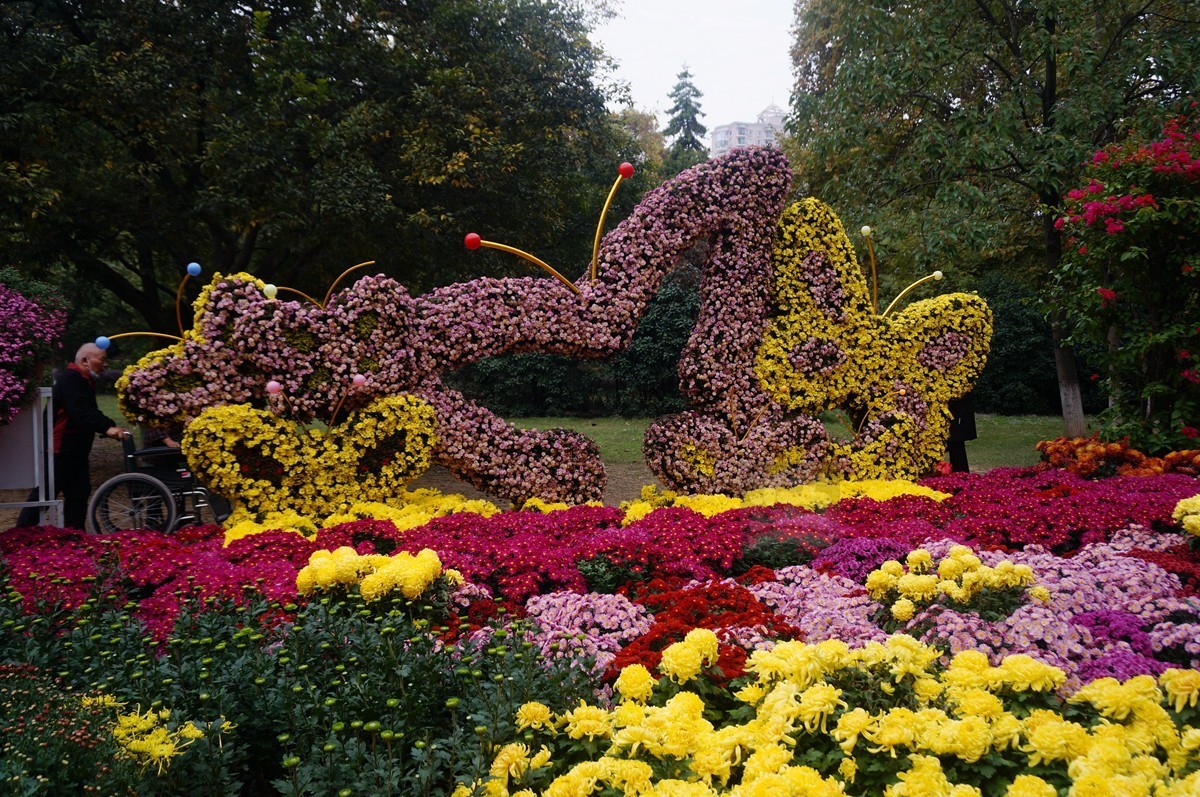 【家乡美】更将金蕊泛流霞——武汉随笔