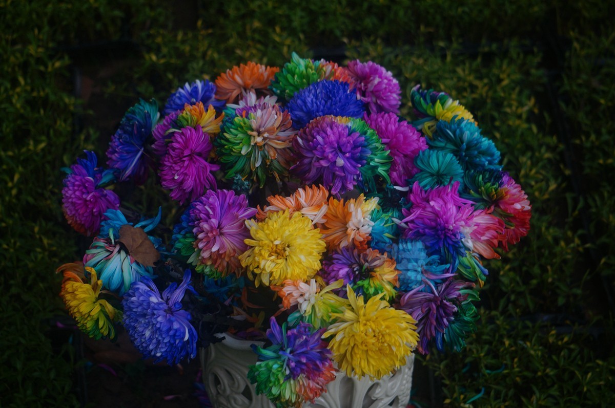 【家乡美】更将金蕊泛流霞——武汉随笔