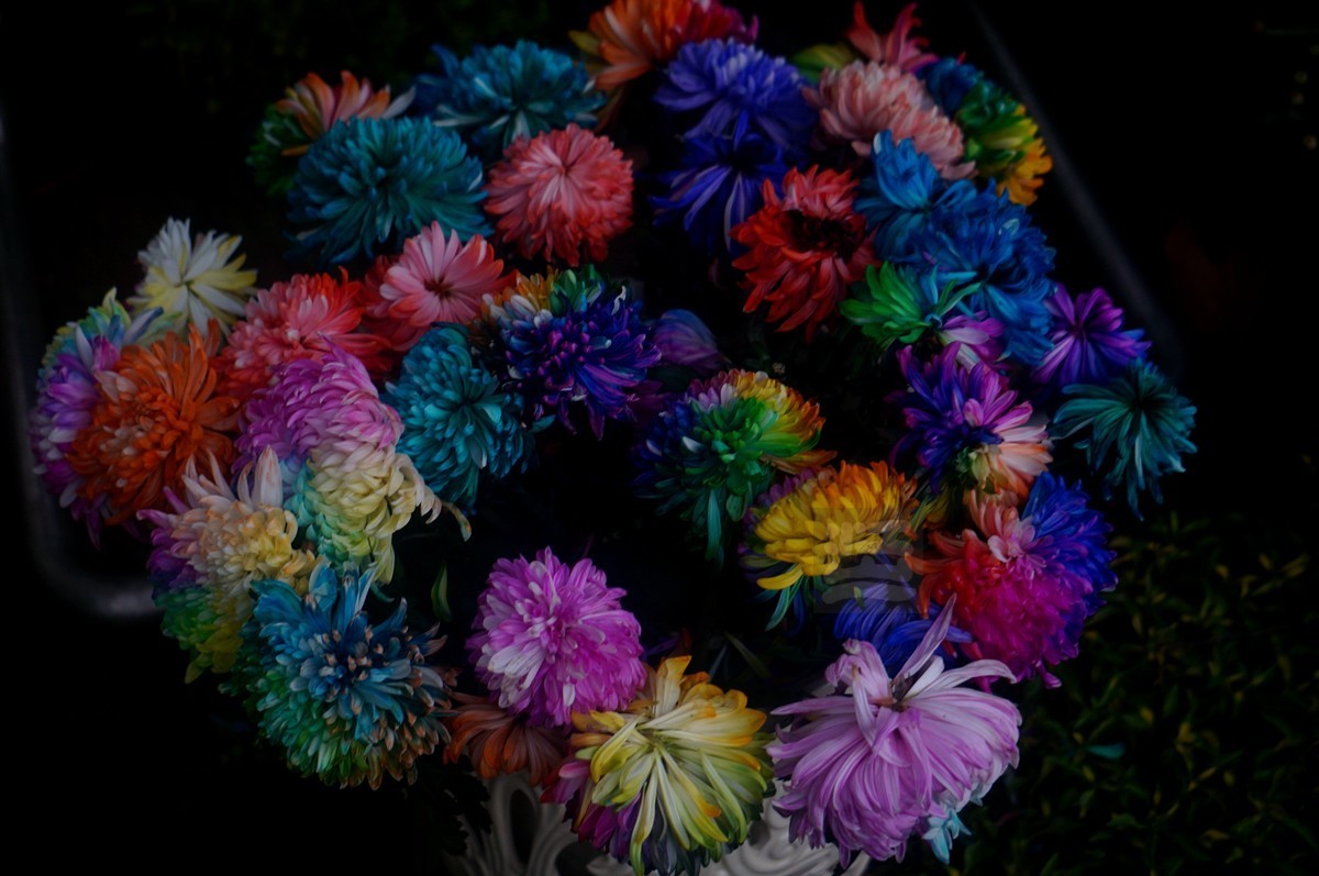 【家乡美】更将金蕊泛流霞——武汉随笔