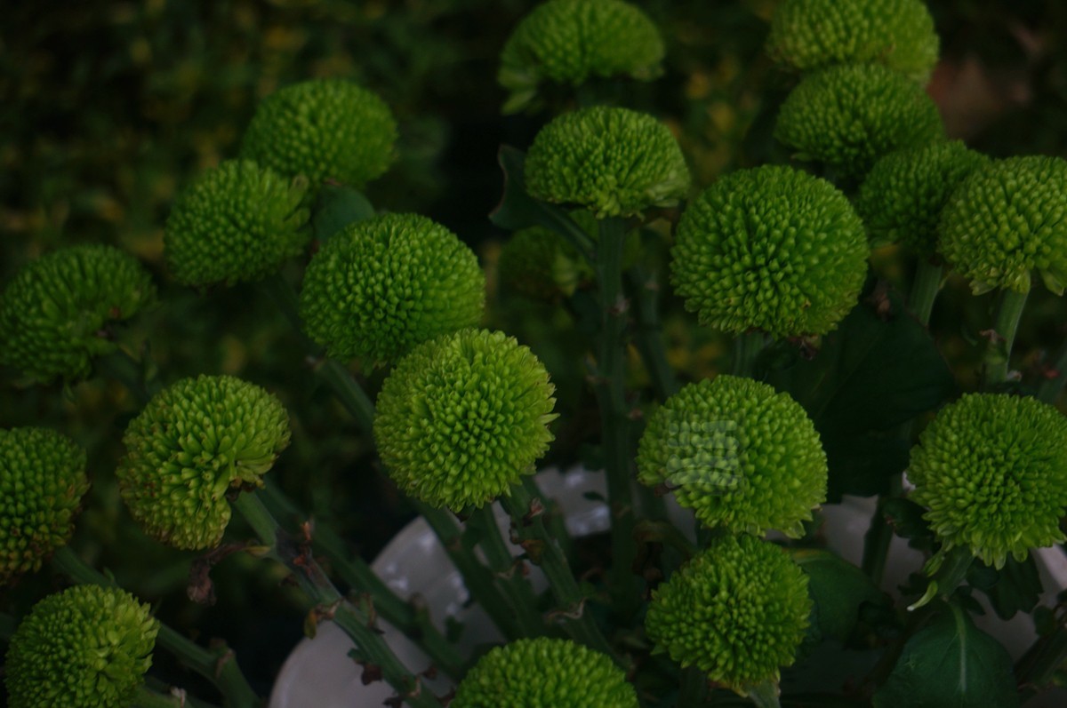 【家乡美】更将金蕊泛流霞——武汉随笔