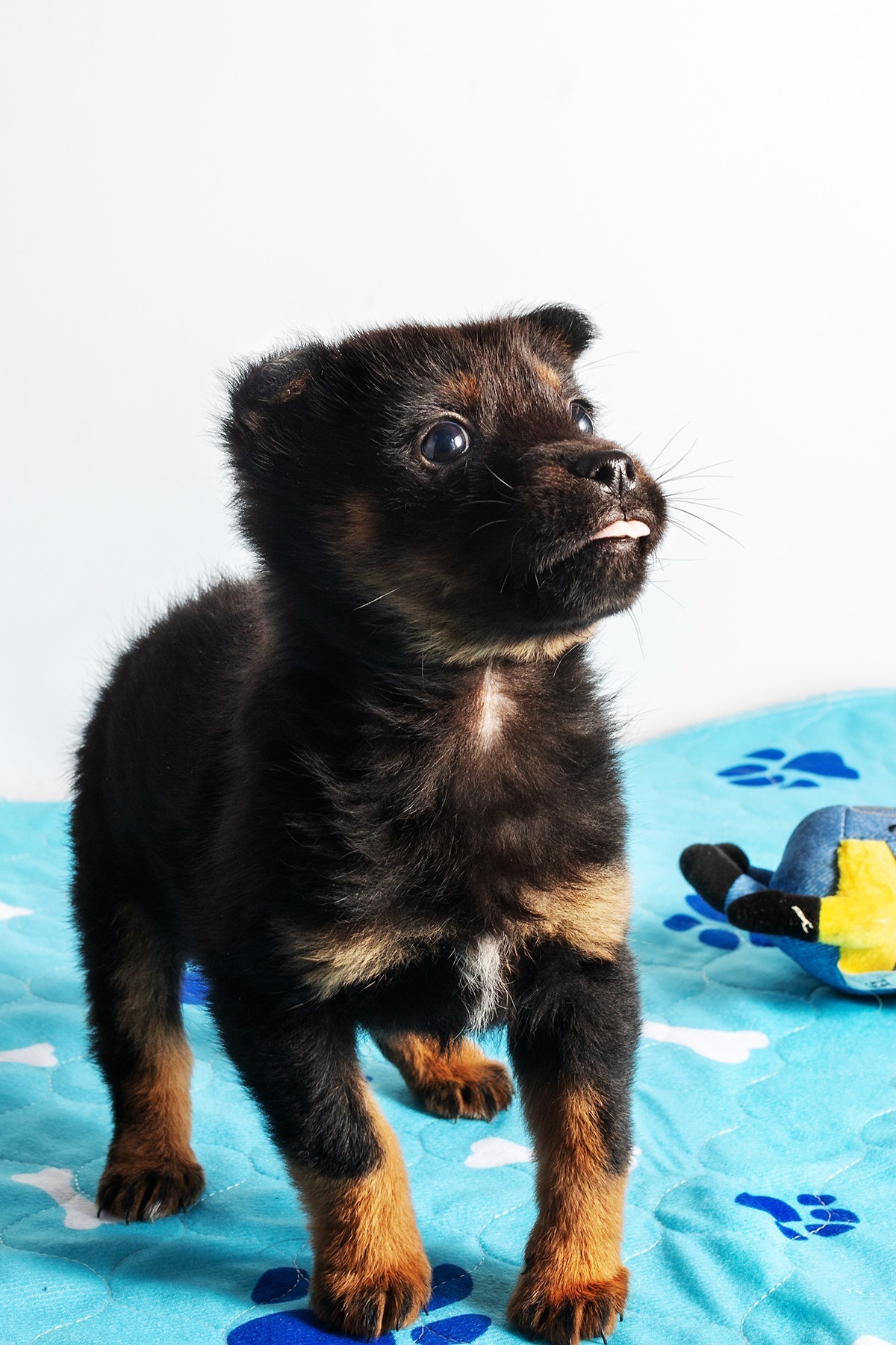 家里养的一只小黑狗