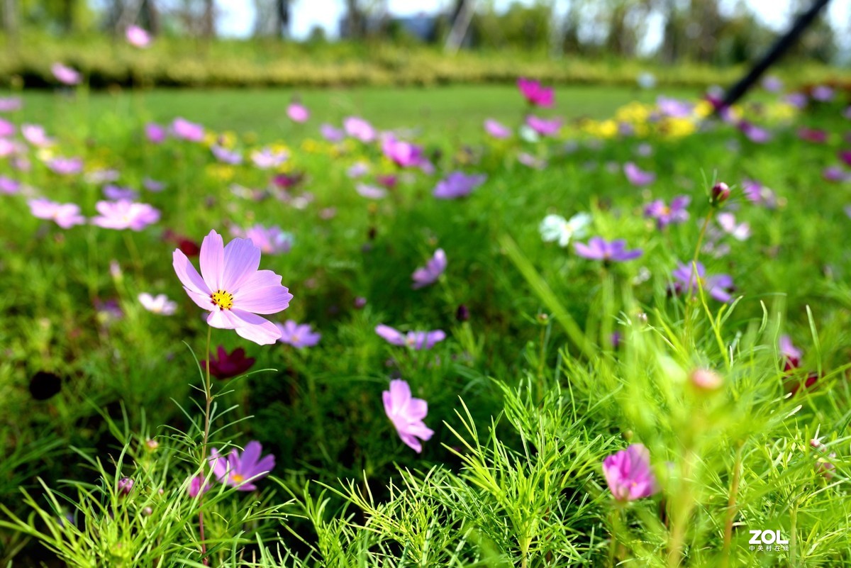 刚换N35ed后的试镜照，济南华不注山之《鹊华秋色图》